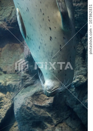 海遊館(大阪)的斑海豹 海遊館(大阪)的斑海豹 107862831