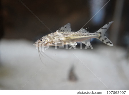 Amazon freshwater fish Pictus 107862907