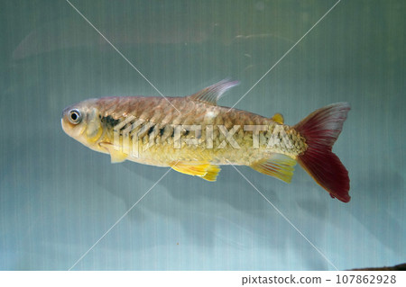 Amazon freshwater fish yellow/pinktail characin Amazon freshwater fish yellow/pinktail characin 107862928