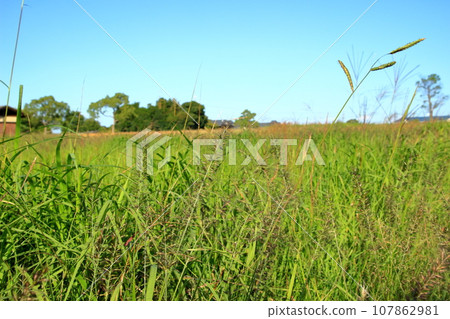 Autumn grass Autumn grass 107862981
