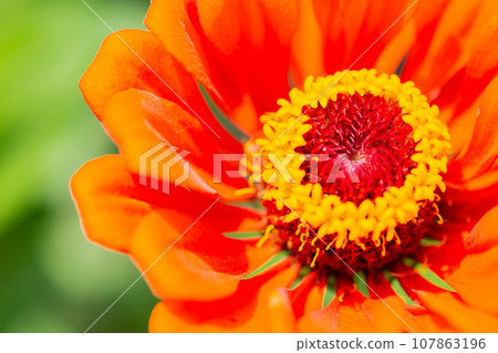 明亮的橙色百日菊花 明亮的橙色百日菊花 107863196