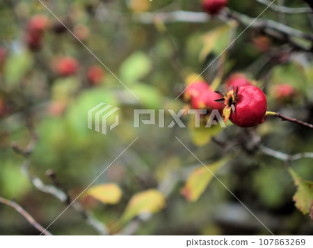 Red hawthorn berries begin to change color in October Red hawthorn berries begin to change color in October 107863269
