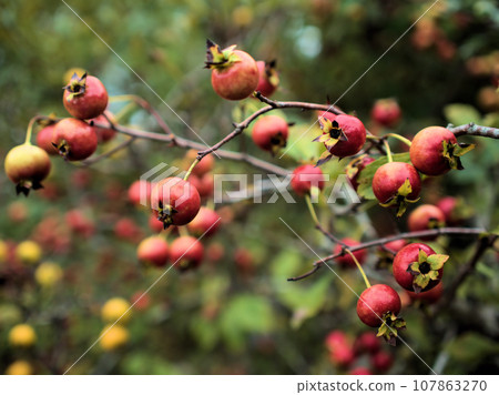 Red hawthorn berries begin to change color in October Red hawthorn berries begin to change color in October 107863270