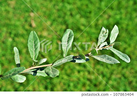 秋組葉(秋、十月) 秋組葉(秋、十月) 107863404