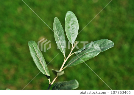 秋組葉（秋、十月） 107863405