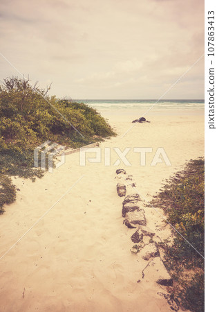 Beach entrance on Santa Cruz Island, color toning applied, Galapagos National Park, Ecuador. 107863413