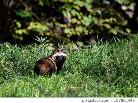 Ezo raccoon dog that appeared in the grassland 107863448