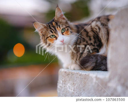 cats of Turkey, small resort town of Side with ancient Greek ruins. over sunset time 107863500