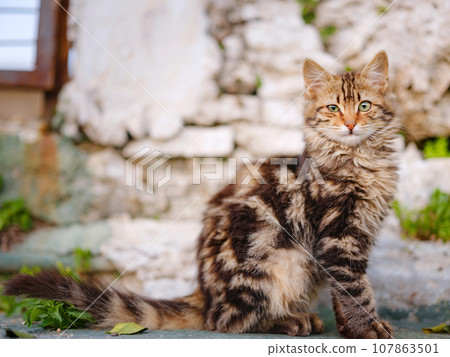 cats of Turkey, small resort town of Side with ancient Greek ruins. over sunset time 107863501
