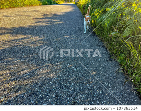 黃昏陽光下散步的貓～愛寶～ 107863514