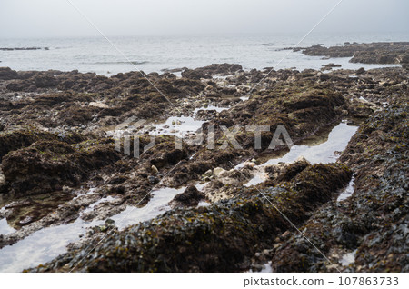 Misty morning in Hope Gap beach, Cuckmere Haven, located between Seaford and Eastbourne. Pebbly coastline with seaweed and the sea, selective focus 107863733