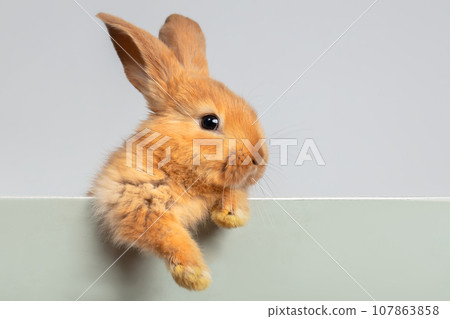 A funny red rabbit hung its fluffy paw on the board. A funny red rabbit hung its fluffy paw on the board. 107863858