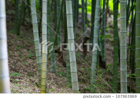 Part of bamboo trunks in a bamboo grove. Part of bamboo trunks in a bamboo grove. 107863869
