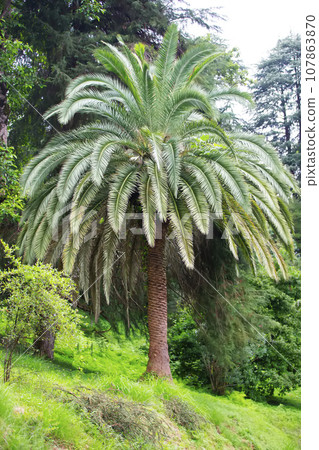 Tropical palm.Jungle exotic plant background. 107863870