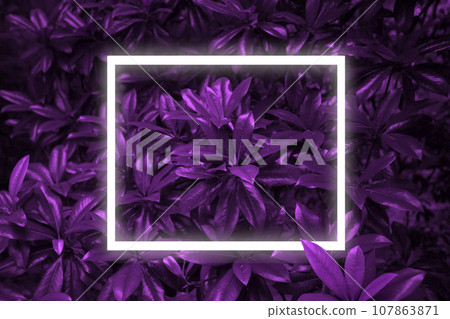 Texture of creative purple leaves with glowing light frame. Ecological plant background. Texture of creative purple leaves with glowing light frame. Ecological plant background. 107863871