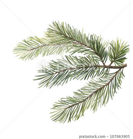 Green lush spruce branch. Fir branches. Isolated on white background Green lush spruce branch. Fir branches. Isolated on white background 107863905