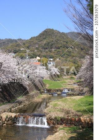 日本春天的風景：蘆屋川沿岸的櫻花樹盛開（兵庫縣蘆屋市） 107863979