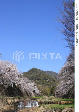 日本春天的風景:蘆屋川沿岸的櫻花樹盛開(兵庫縣蘆屋市) 日本春天的風景:蘆屋川沿岸的櫻花樹盛開(兵庫縣蘆屋市) 107863986