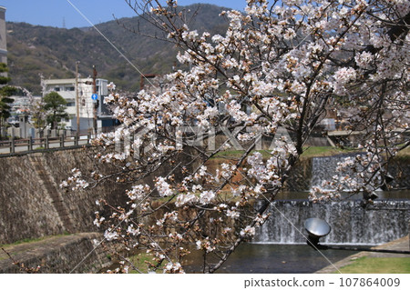 日本春天的風景：蘆屋川櫻花盛開（兵庫縣蘆屋市） 107864009