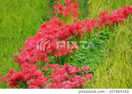 Red spider lily blooming in the rice terraces Auberge 107864168