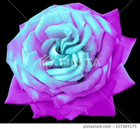 rose flower  on black isolated background with clipping path. Closeup. For design. Nature. 107864175