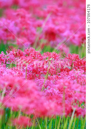 Red spider lily blooming in the rice terraces Auberge 107864176