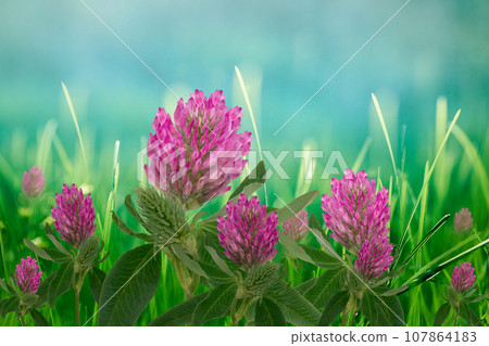 Pink clover flowers in green grass. Spring bright, sunny, meadow background. Nature. 107864183
