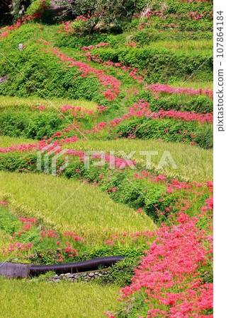 Red spider lily blooming in the rice terraces Auberge 107864184