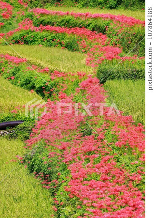 Red spider lily blooming in the rice terraces Auberge Red spider lily blooming in the rice terraces Auberge 107864188