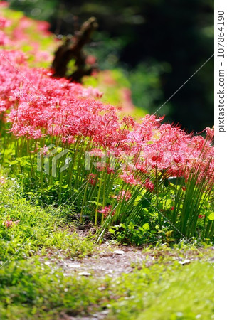 Red spider lily blooming in the rice terraces Auberge Red spider lily blooming in the rice terraces Auberge 107864190