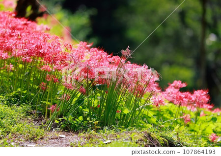 Red spider lily blooming in the rice terraces Auberge 107864193