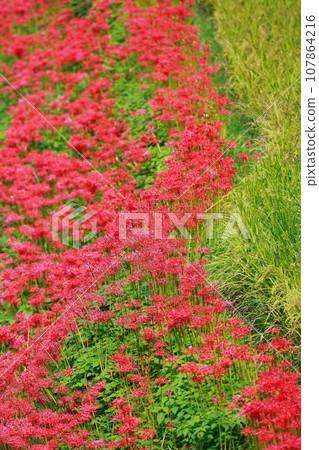 紅蜘蛛百合在水稻梯田中綻放 Auberge 紅蜘蛛百合在水稻梯田中綻放 Auberge 107864216