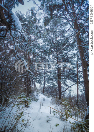 A snowy forest 107864694