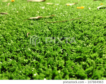 Green grass background close view Green grass background close view 107864963