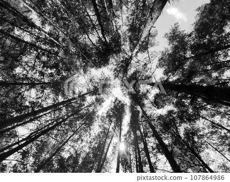 Black and white forest background. Nature and sun beams Black and white forest background. Nature and sun beams 107864986