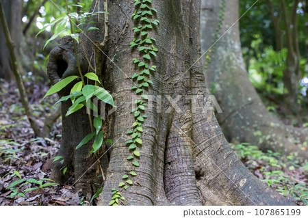Part of the trunk of an oak Myrzinolistny with green leaves. 107865199