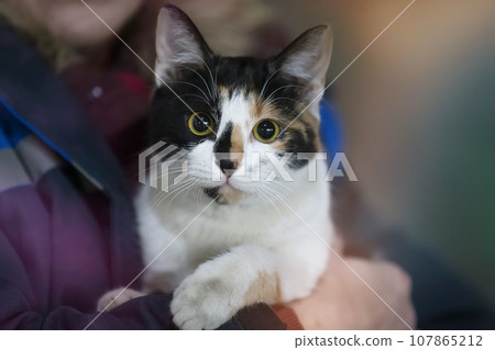 Funny tricolor cat with yellow eyes in the hands of a person. 107865212