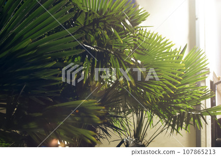 Tropical palm leaves. Floral exotic background. 107865213