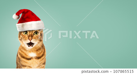 Bengal cat wearing Santa hat, Christmas concept Bengal cat wearing Santa hat, Christmas concept 107865515