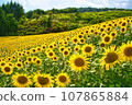 Sunflower field spreading to one side 107865884