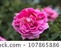 Rose of red purple 107865886