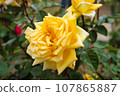 Yellow rose 107865887