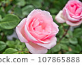 Beautiful pink roses 107865888