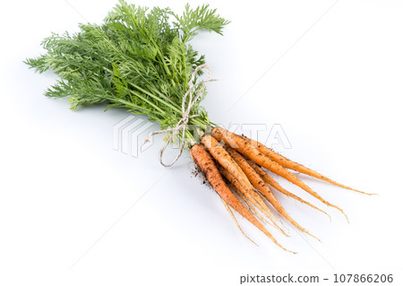 freshly picked carrots freshly picked carrots 107866206