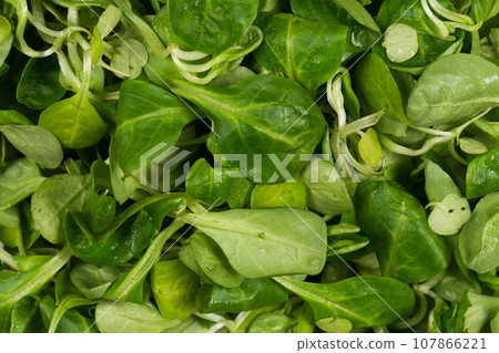 mache lettuce green salad mache lettuce green salad 107866221