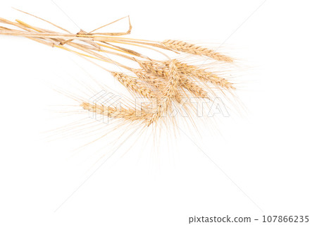 ears of wheat isolated on white 107866235