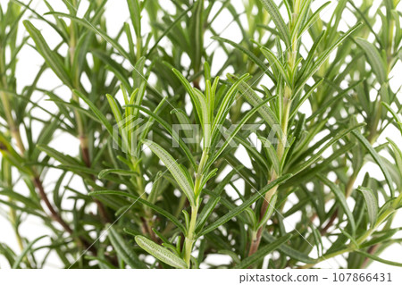Branches of rosemary on a white background 107866431