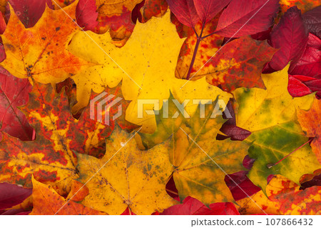 Background made of fallen autumn leaves 107866432