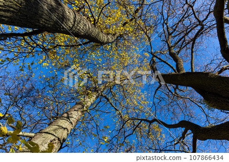 Late fall trees and blue sky Late fall trees and blue sky 107866434