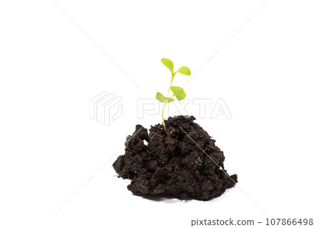 Heap dirt with a green plant sprout 107866498